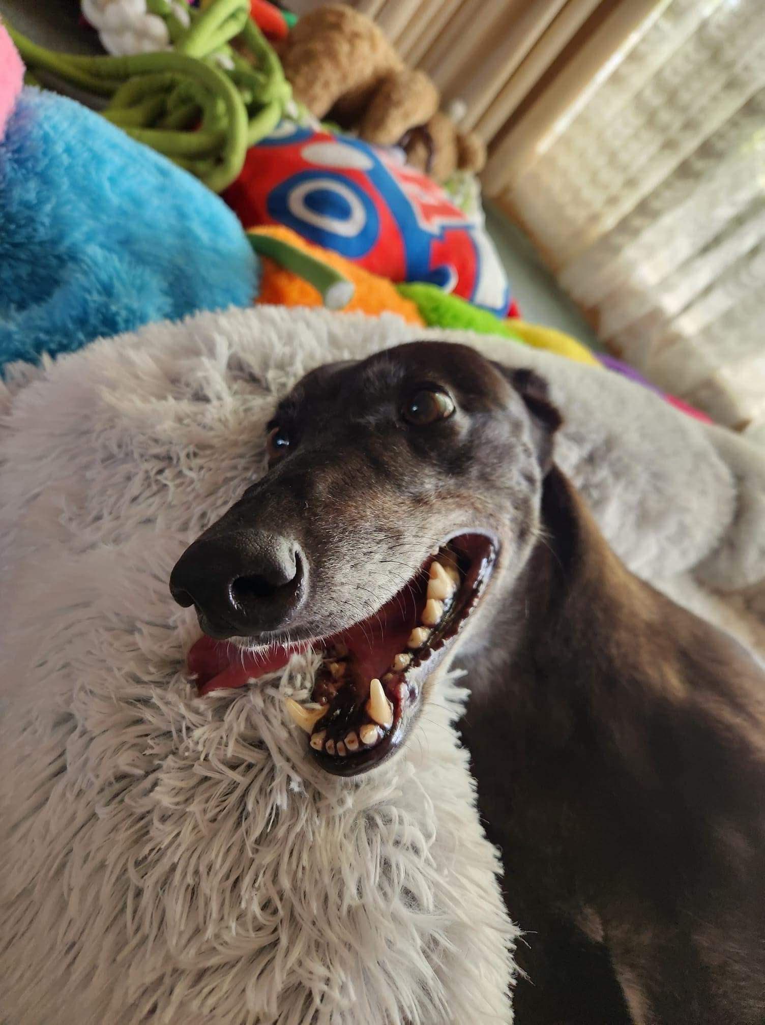 Becoming a life saver - first time foster carers