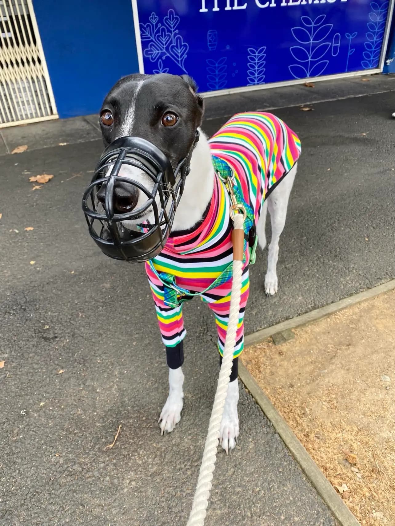 Why Some Greyhounds (and Other Dogs) Need to Wear Muzzles - A Guide for Curious Humans