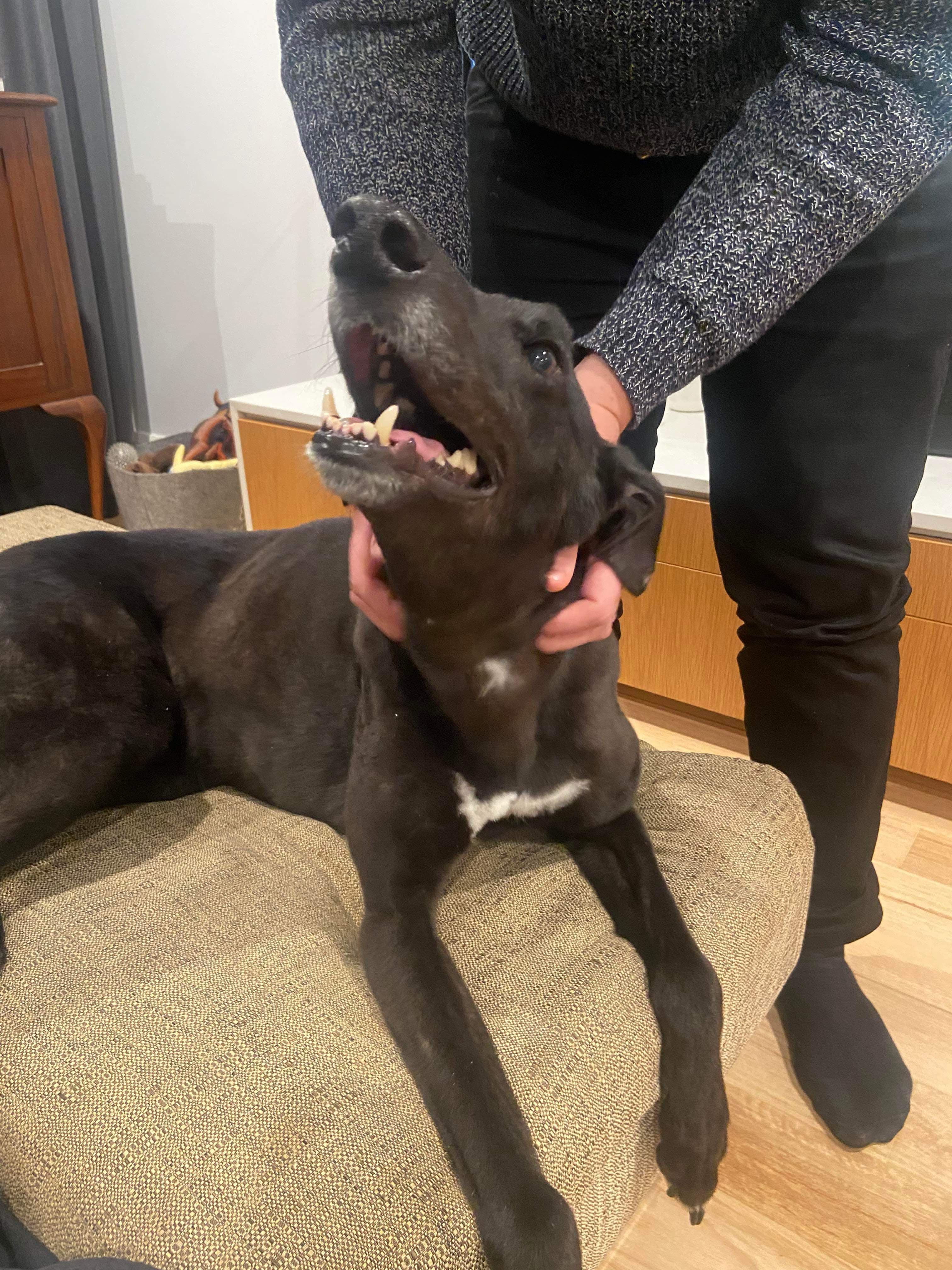 Meet Patrick - The luckiest, unlucky Greyhound