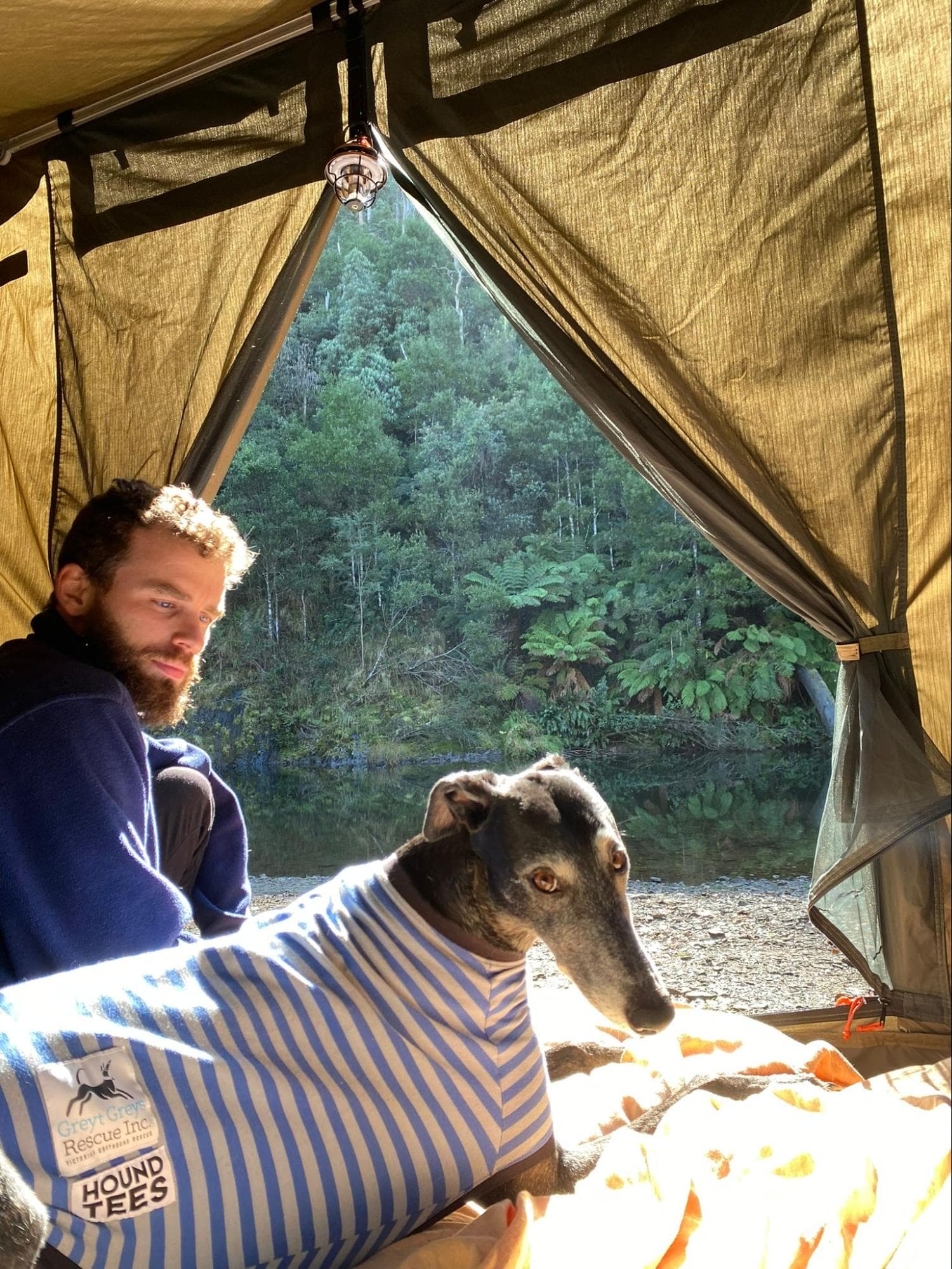 Sonny's Story - From Snoot-Shaped Hole to Forever Home