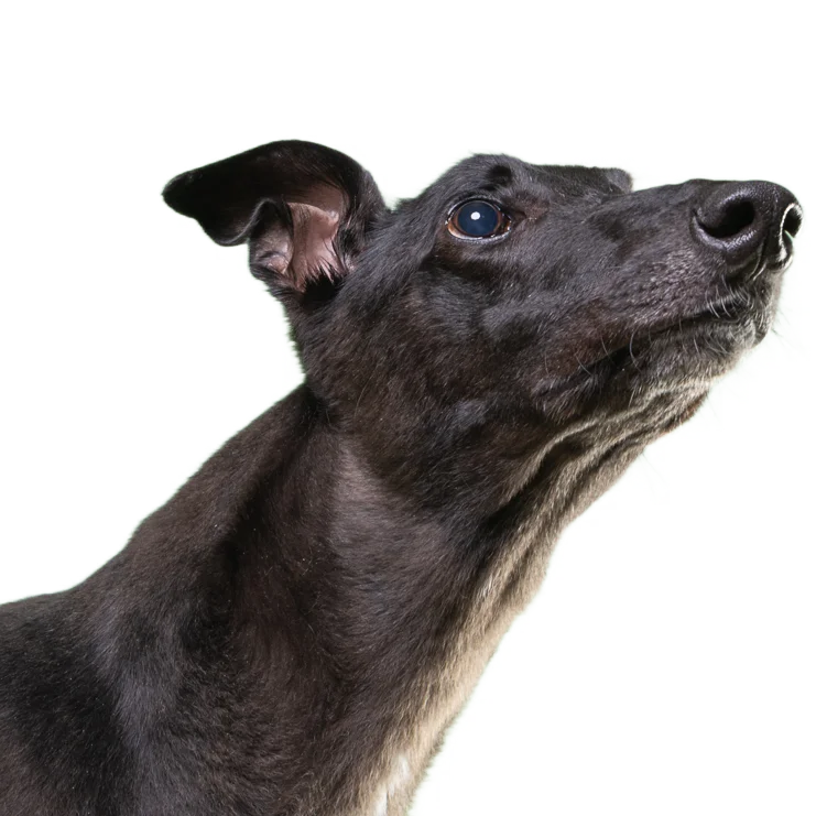 Greyt Greys Rescue, give a loving home to a rescued ex-racer