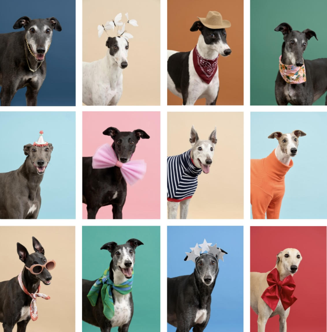 Greyt Greys Greeting Cards