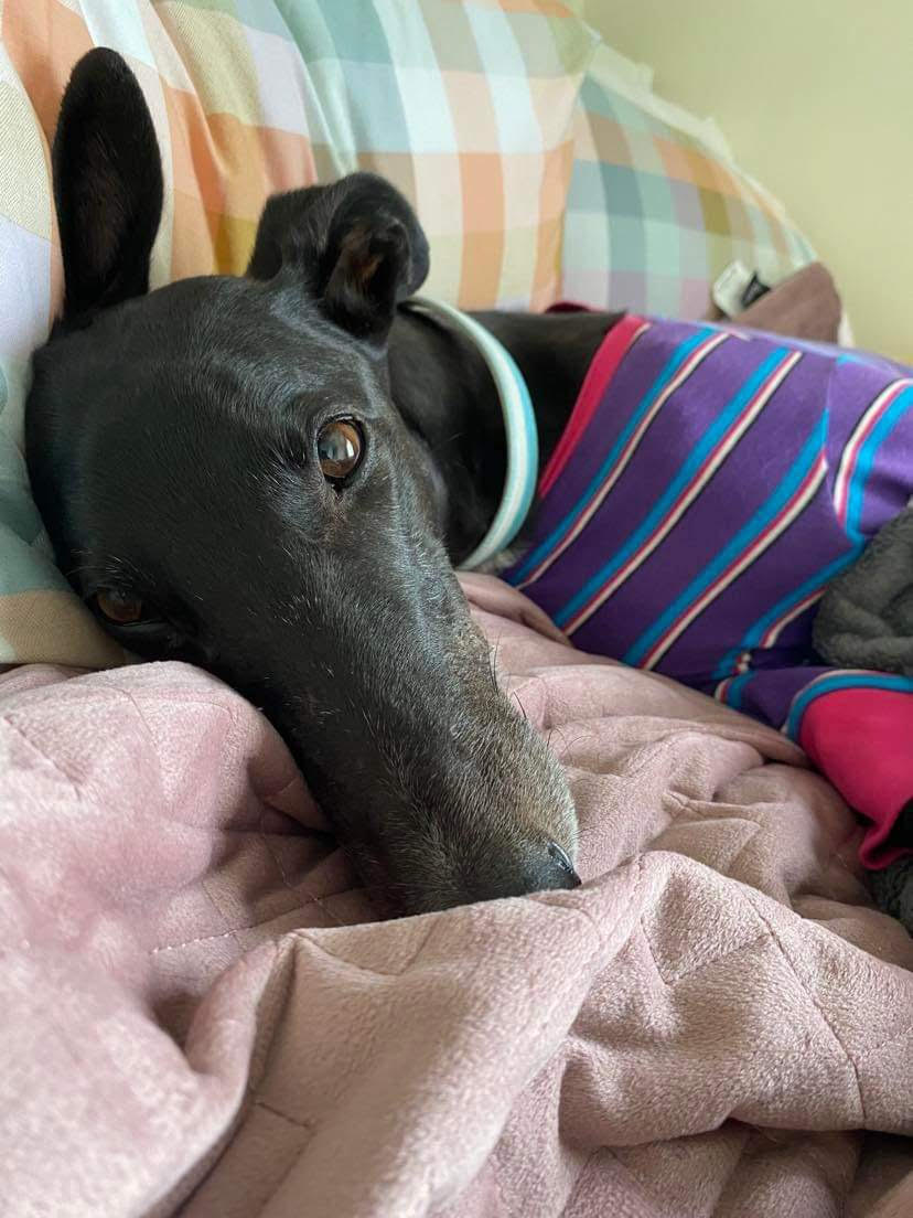 Greyhound on the couch