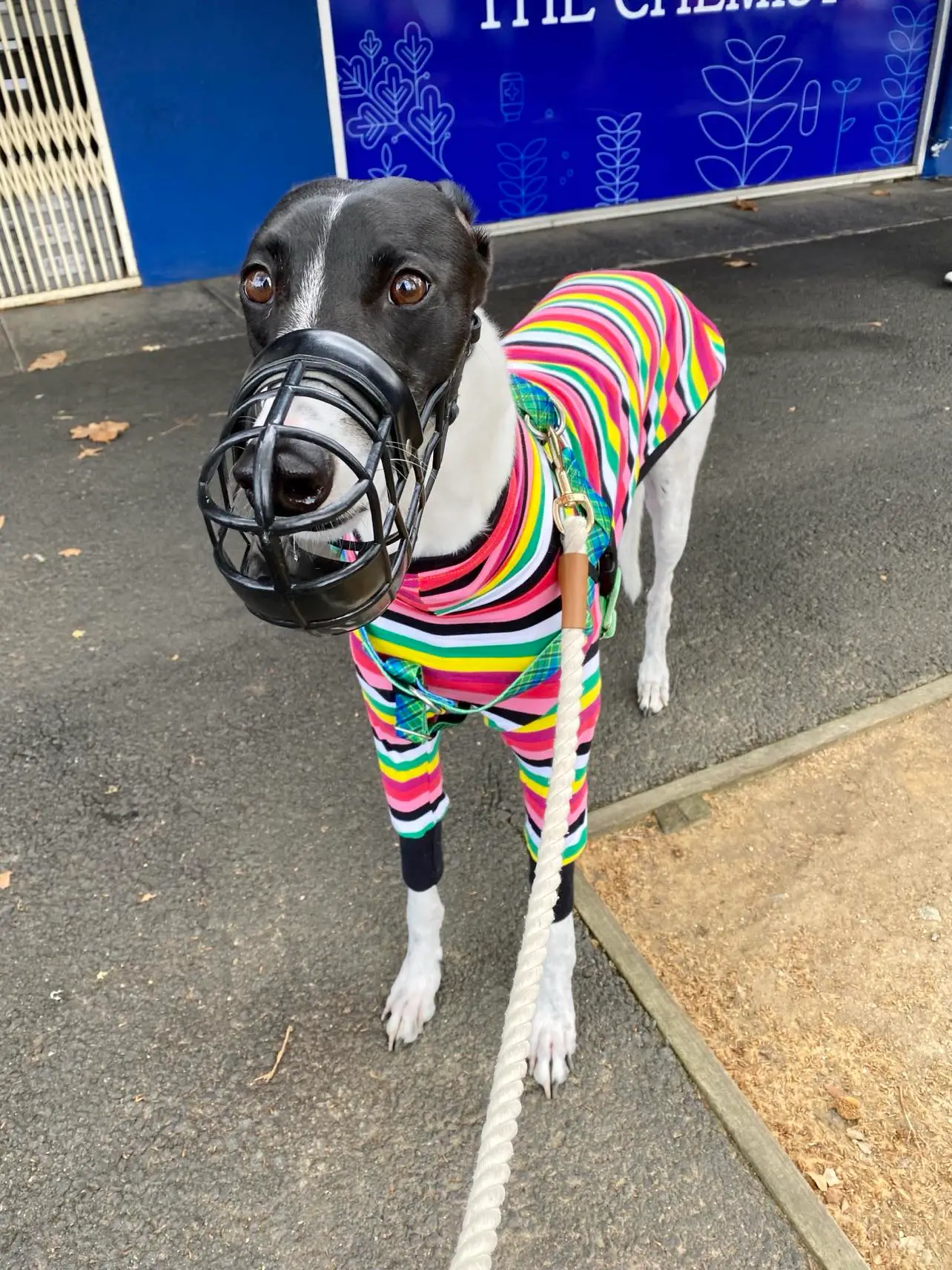 Greyhound 1 wearing a muzzle