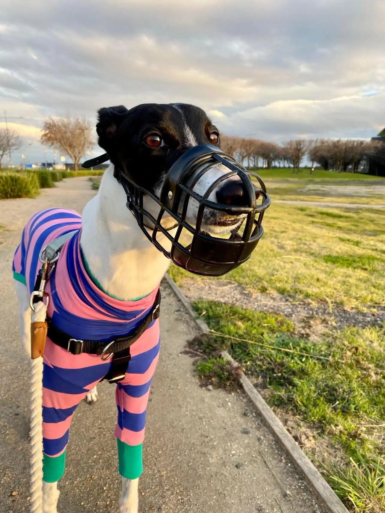 Greyhound 2 wearing a muzzle