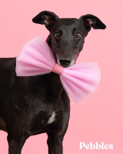 February Pebbles saver